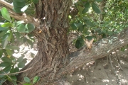 <strong>Lumnitzera racemosa - Ramon, Laurence - 58</strong><br />© Sam Chanel